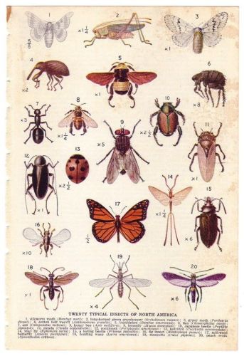 Illustration of Insects