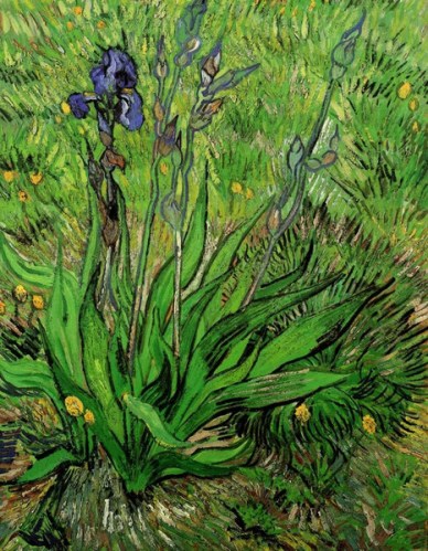The Iris by Vincent Van Gogh